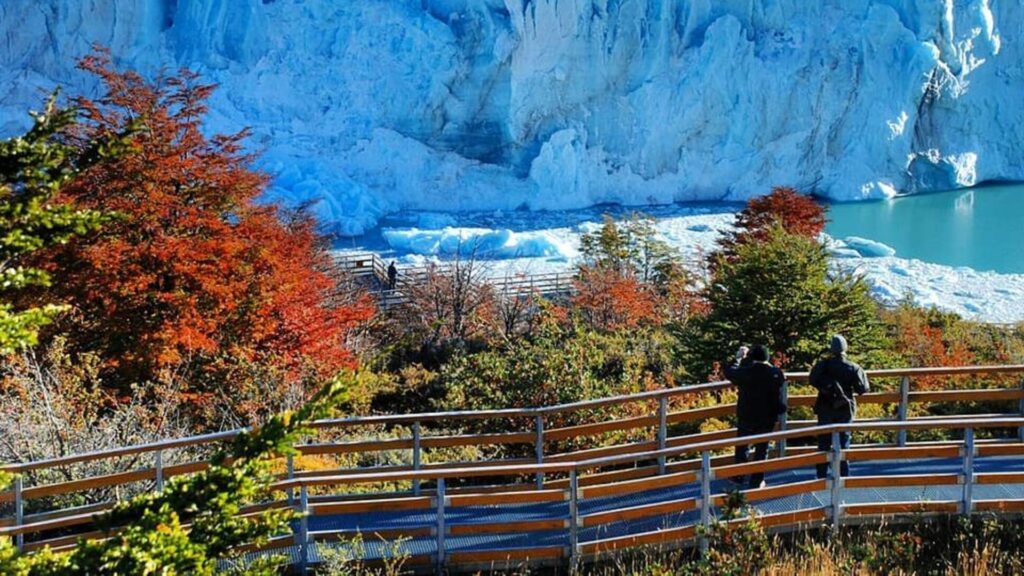 calafate