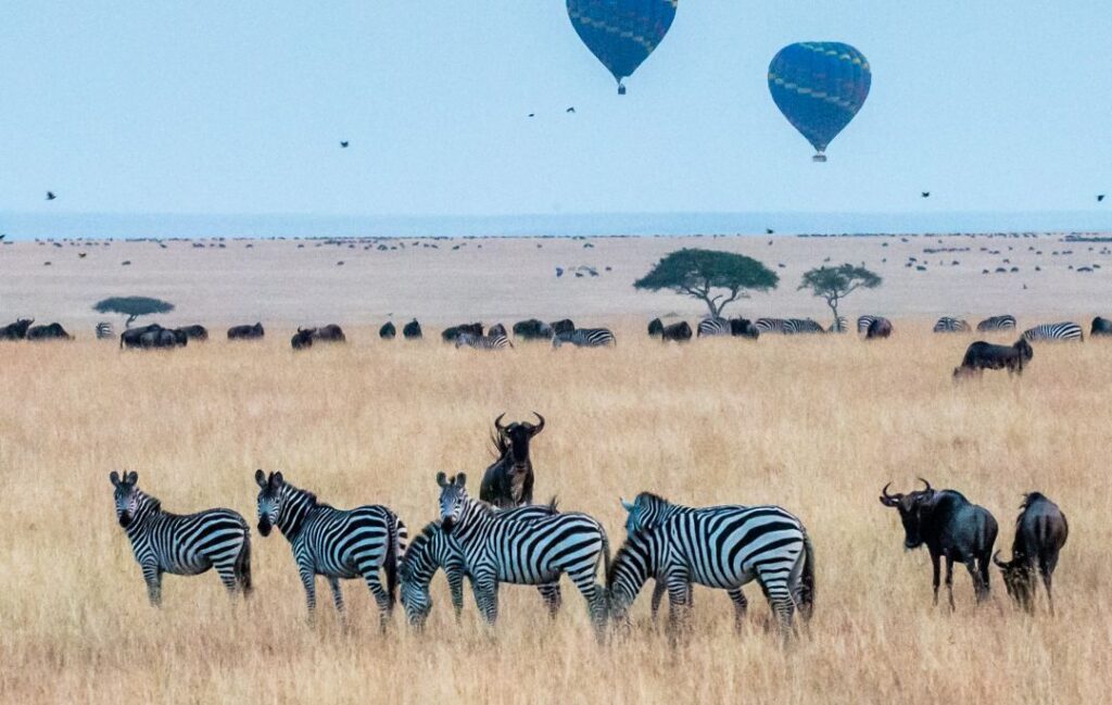 tanzania Maasai_Mara_National_Reserve_Narok_County_Kenya.jpg_1x